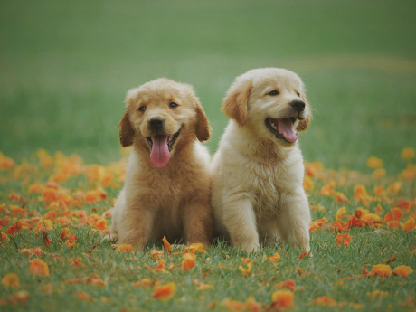 hundefreundliche-freizeitaktivitaeten-in-wernigero